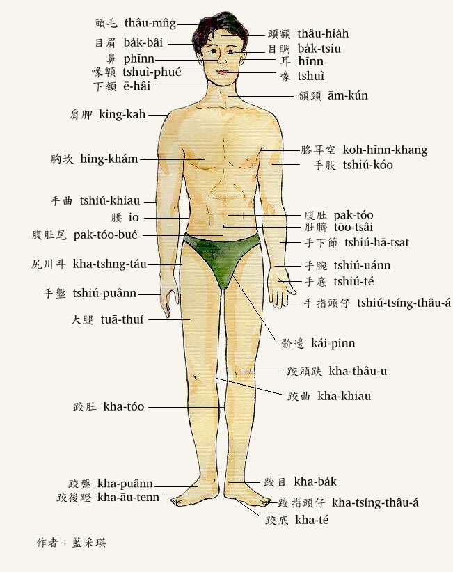 人體外觀圖