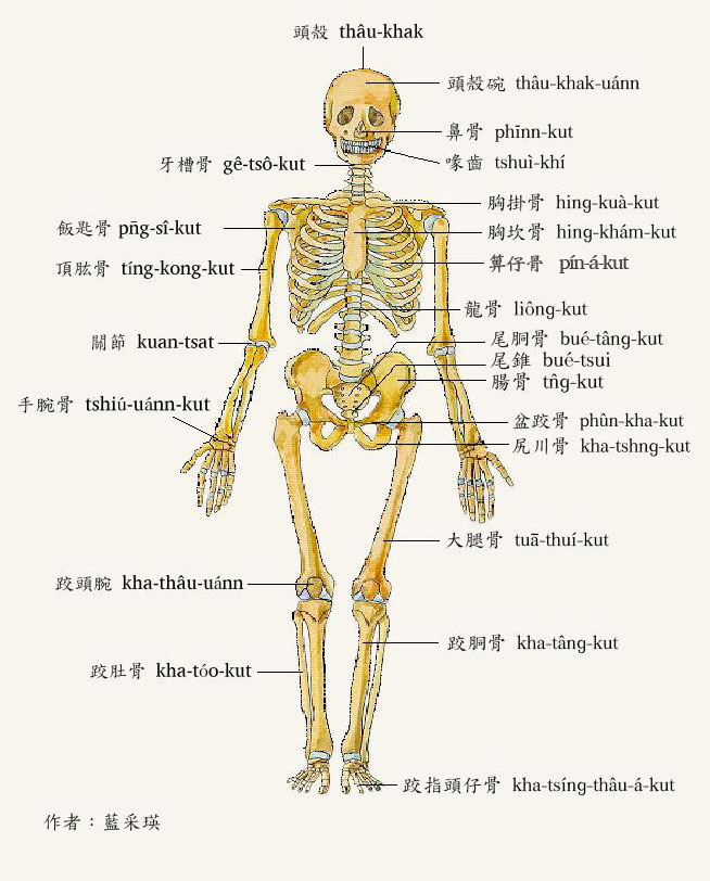 人體骨骼圖
